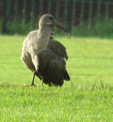 Bostrychia hagedash hagedash