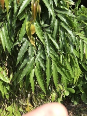Polyalthia