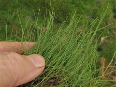 Eleocharis baldwinii