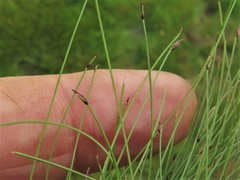 Eleocharis baldwinii