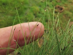 Eleocharis baldwinii