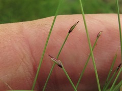 Eleocharis baldwinii