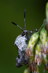 Merocoris