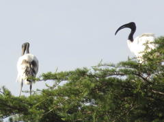 Threskiornis aethiopicus