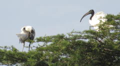 Threskiornis aethiopicus