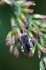 Merocoris
