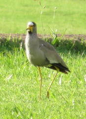 Vanellus senegallus lateralis