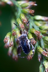Merocoris