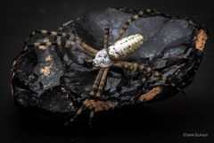 Argiope trifasciata