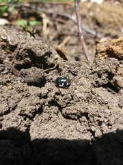 Tritomegas bicolor