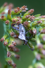 Merocoris