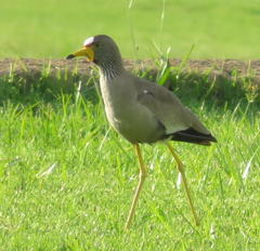 Vanellus senegallus lateralis
