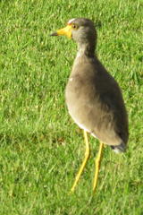 Vanellus senegallus lateralis