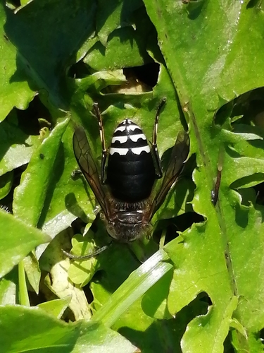Vespidae image