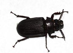 Cantharocnemis fairmairei