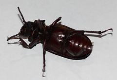 Cantharocnemis fairmairei