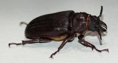 Cantharocnemis fairmairei