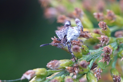 Merocoris