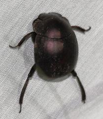 Chalconotus convexus