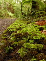 Mniodendron comosum