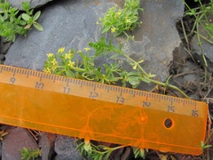 Cruciata taurica