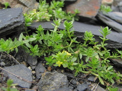 Cruciata taurica