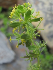 Cruciata taurica