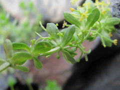Cruciata taurica