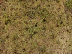 Eleocharis baldwinii