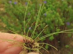 Eleocharis baldwinii