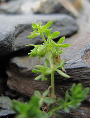 Cruciata taurica