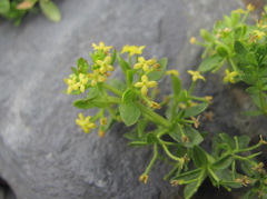 Cruciata taurica