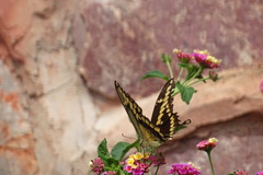 Papilionini