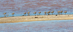Charadrius asiaticus