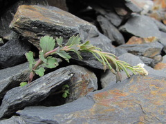 Pseudovesicaria digitata