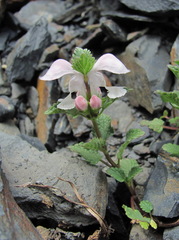 Lamium tomentosum