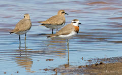 Charadrius asiaticus