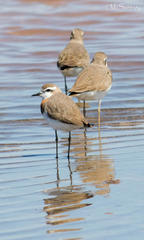 Charadrius asiaticus