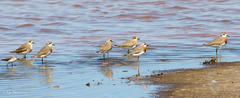 Charadrius asiaticus