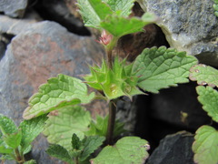 Lamium tomentosum