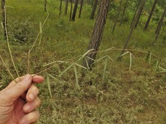 Desmodium tenuifolium