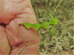 Desmodium tenuifolium