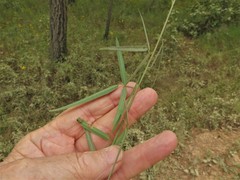 Desmodium tenuifolium