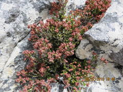 Erica lignosa