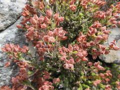 Erica lignosa