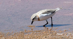 Charadrius pallidus pallidus