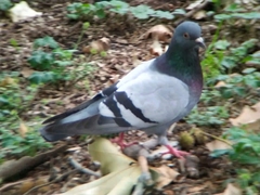 Columba livia domestica