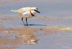 Charadrius pallidus pallidus