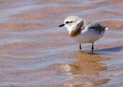 Charadrius pallidus pallidus