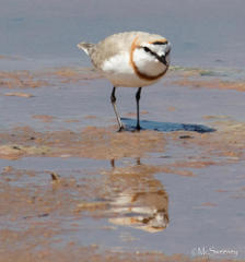 Charadrius pallidus pallidus